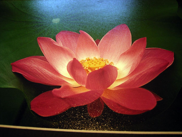 Pulsera de plata artesanalmente labrada. Norte de Tailandia. Foto 4